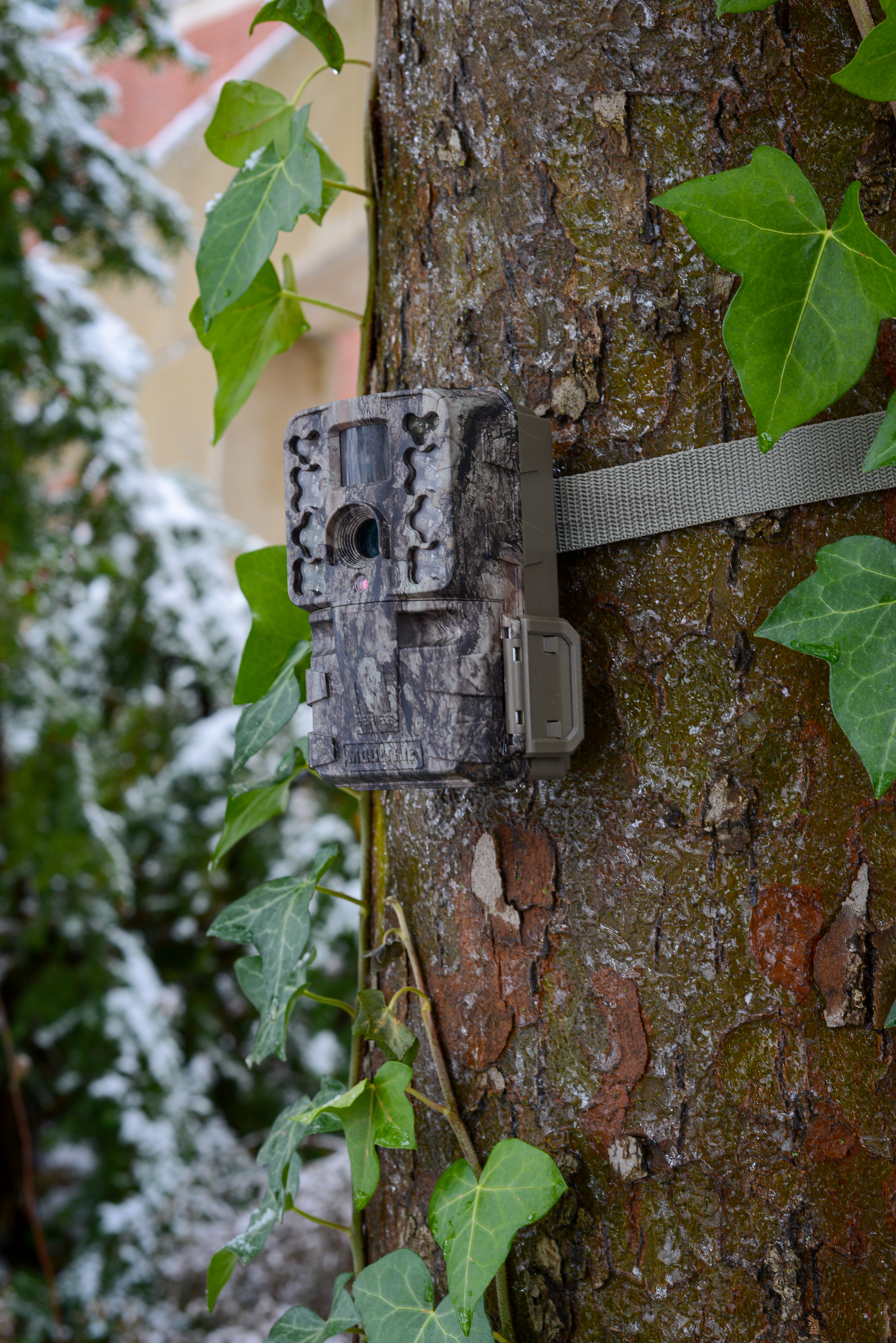 Closeup of trail camera strapped to a tree