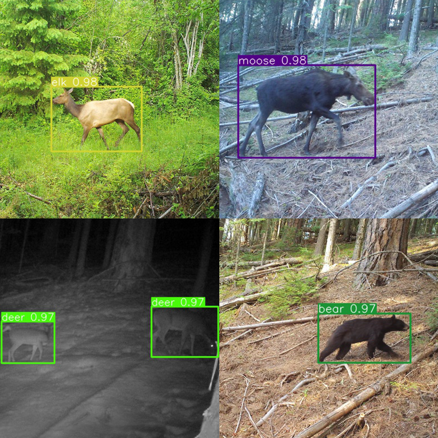 Four trail camera images of elk, moose, and bear