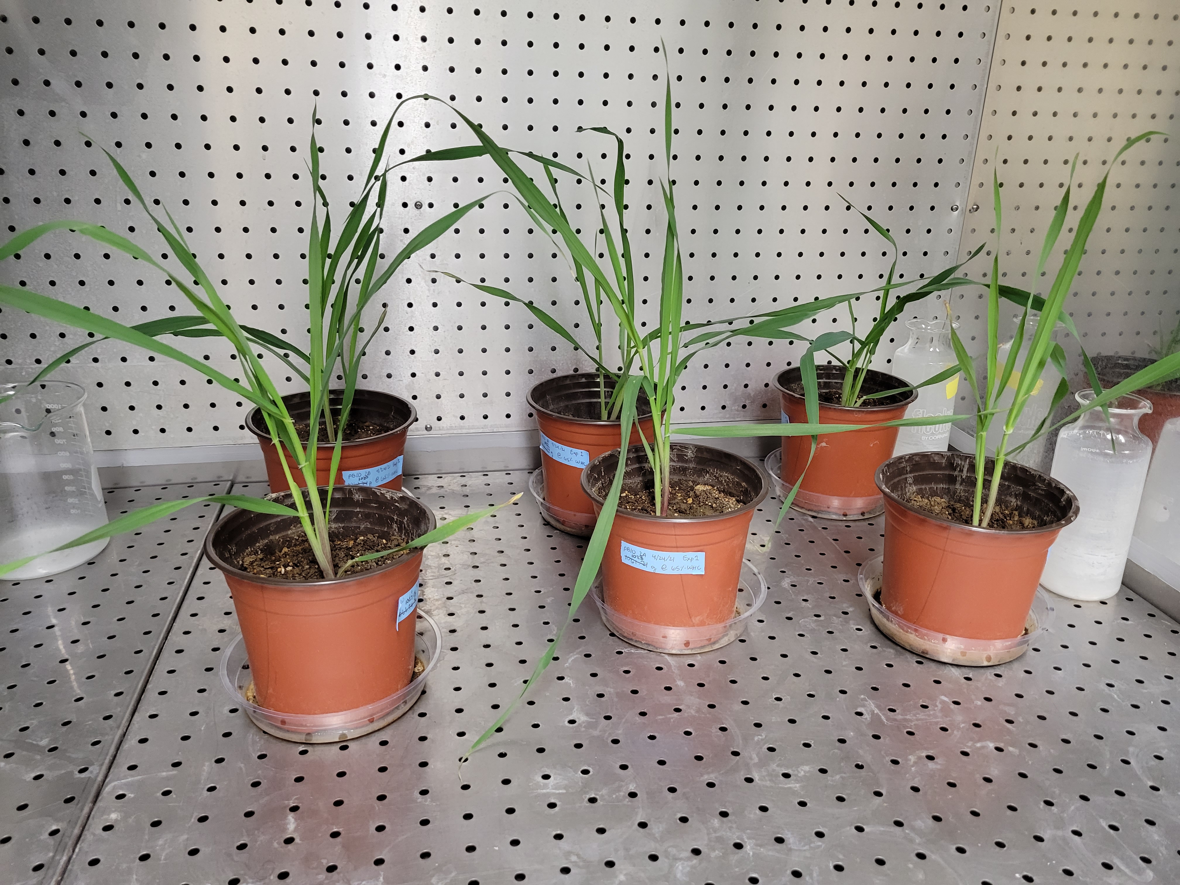 Potted-plants-in-a-lab