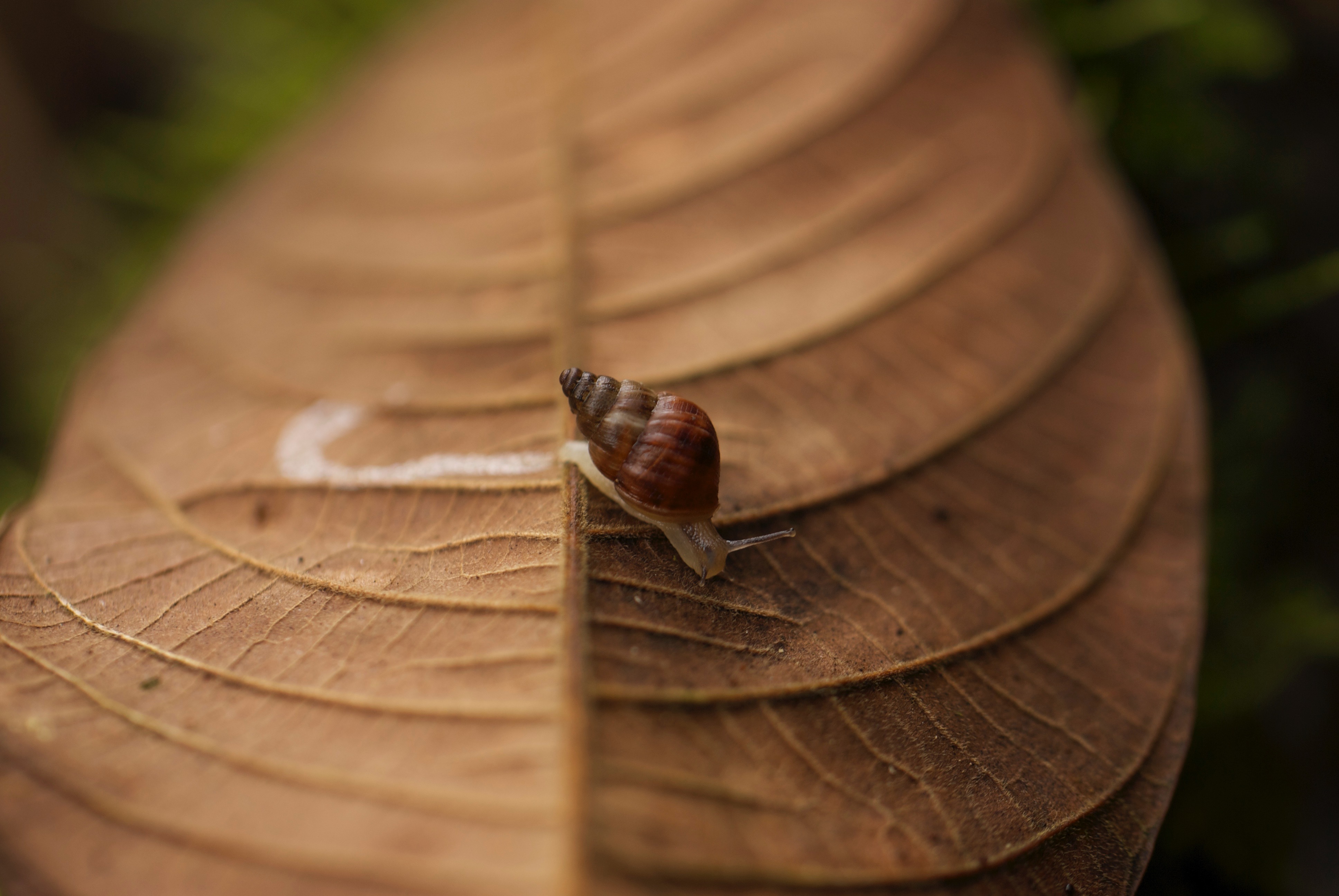 Galapagos-snail-on-brown-leaf