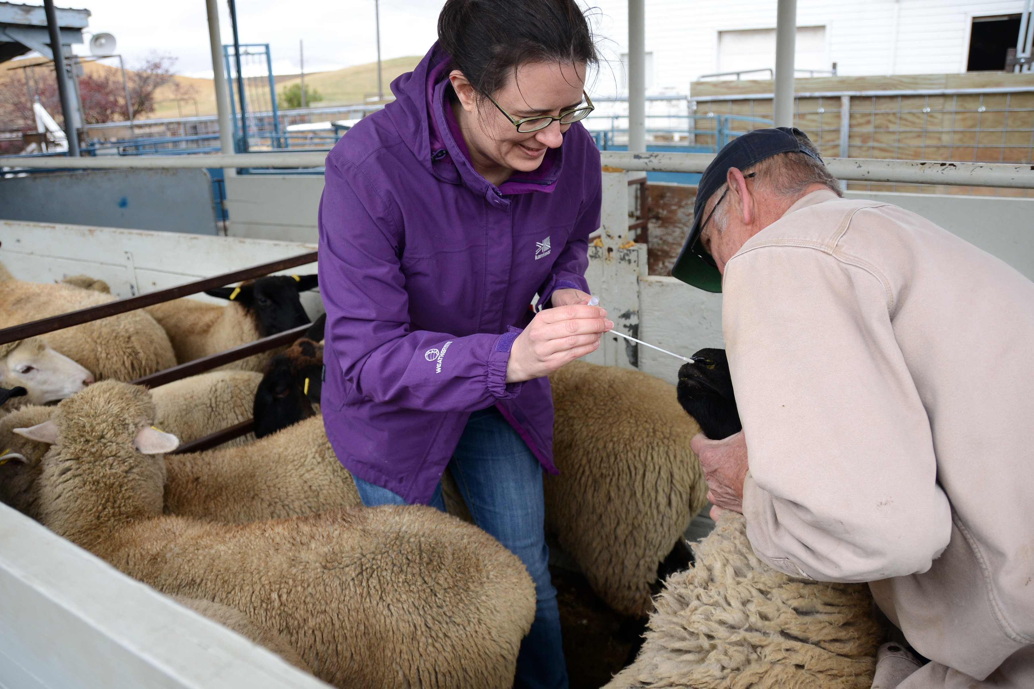 Kim-Andrews-Swabs-Sheep