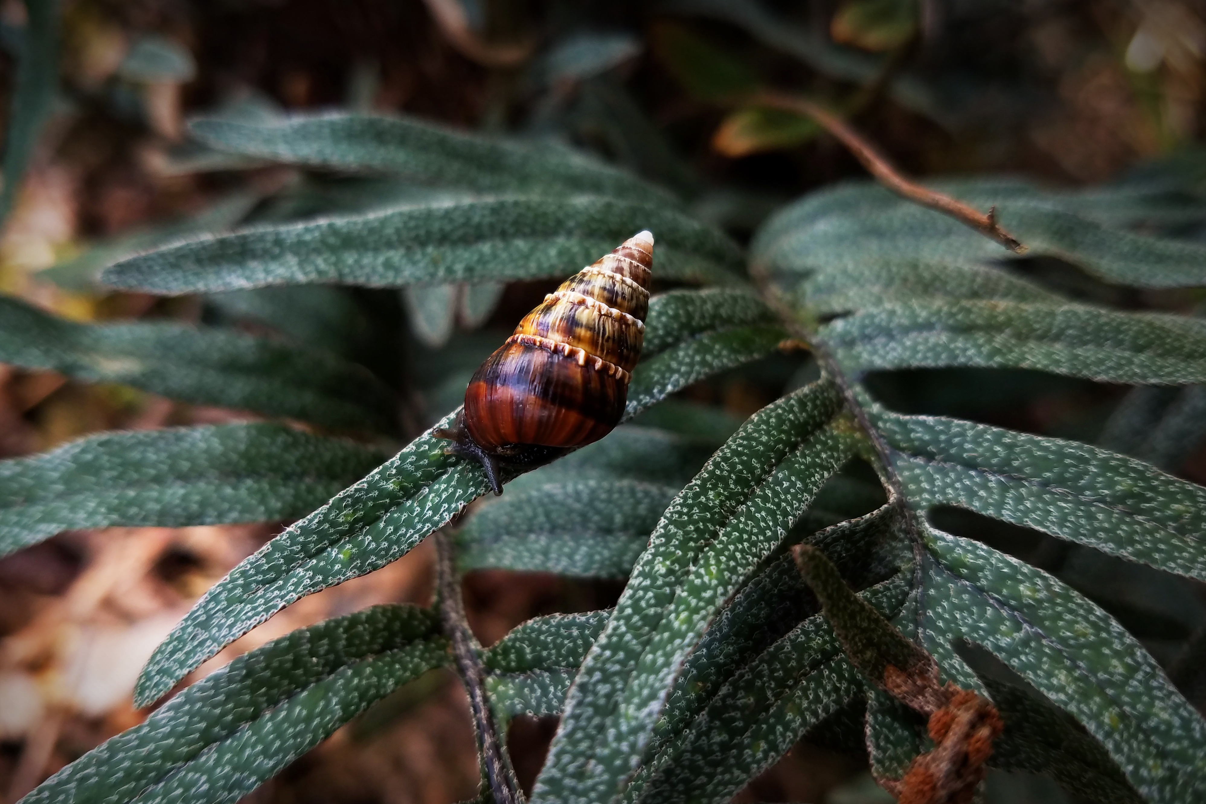 Closeup of snail on a leaf