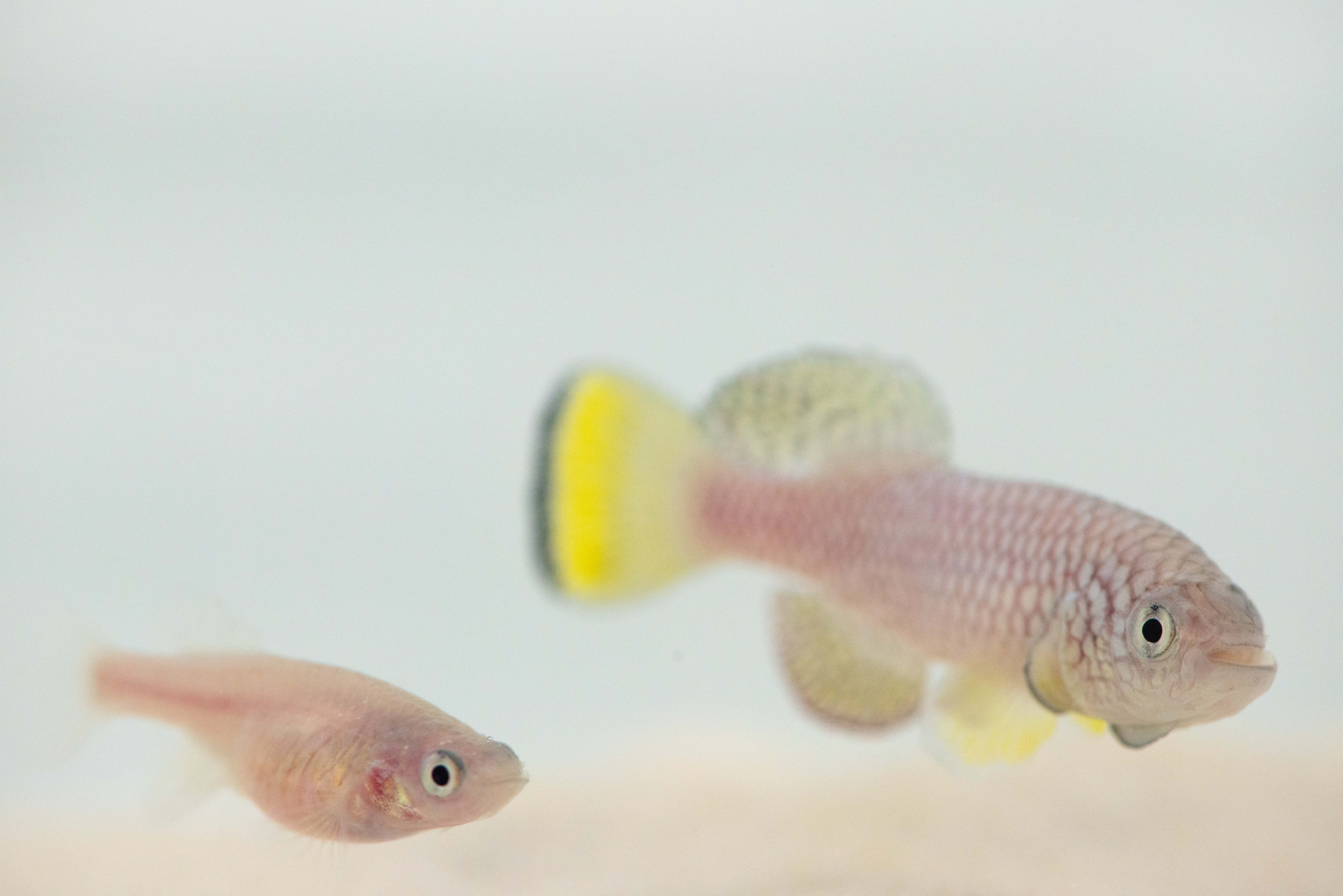 African killifish in tank