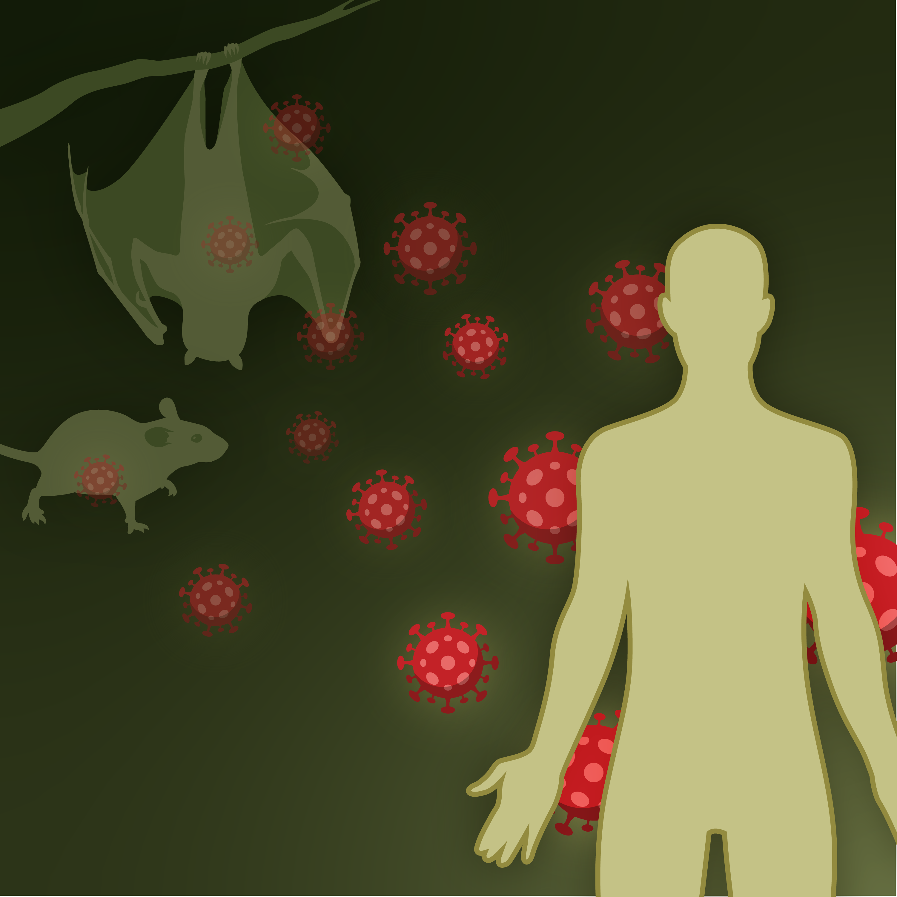 Bat-and-mouse-transmitting-virus-to-a-human