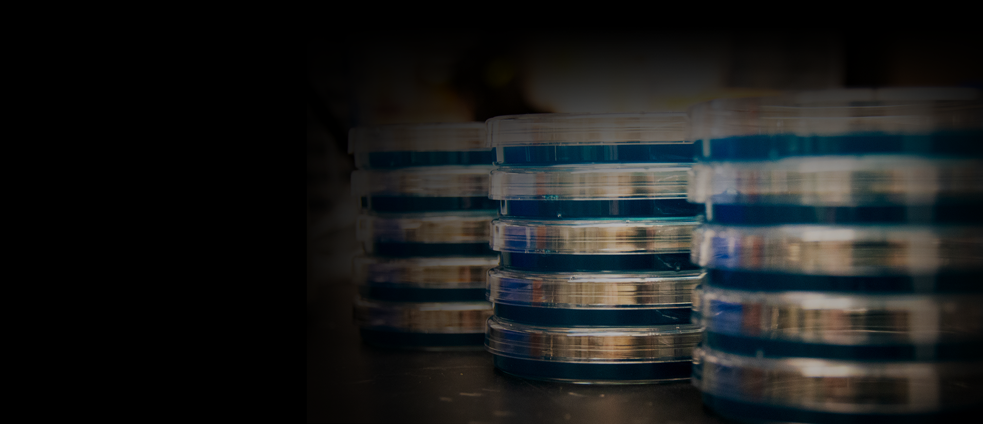 Blue stacked petri dishes