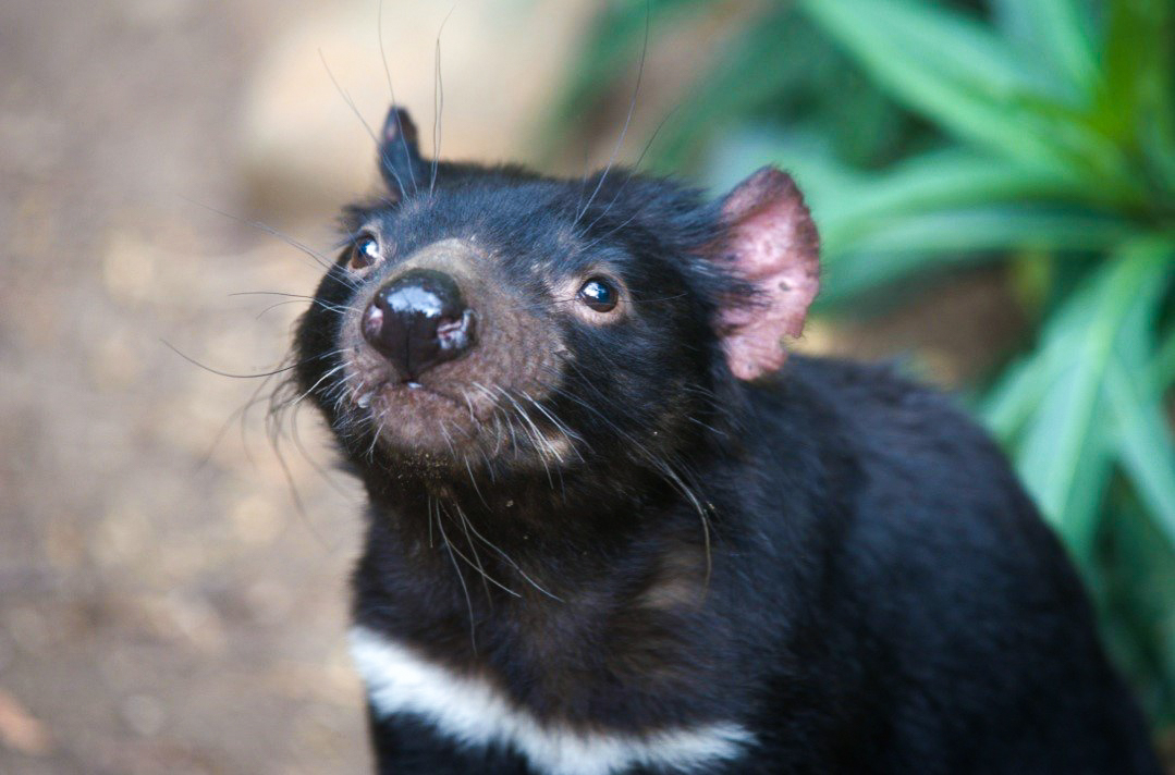 Tasmanian-devil