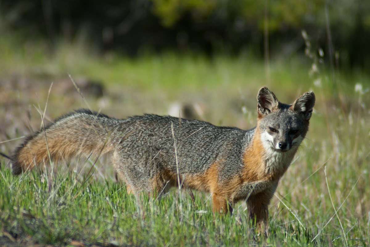 Catalina-island-fox