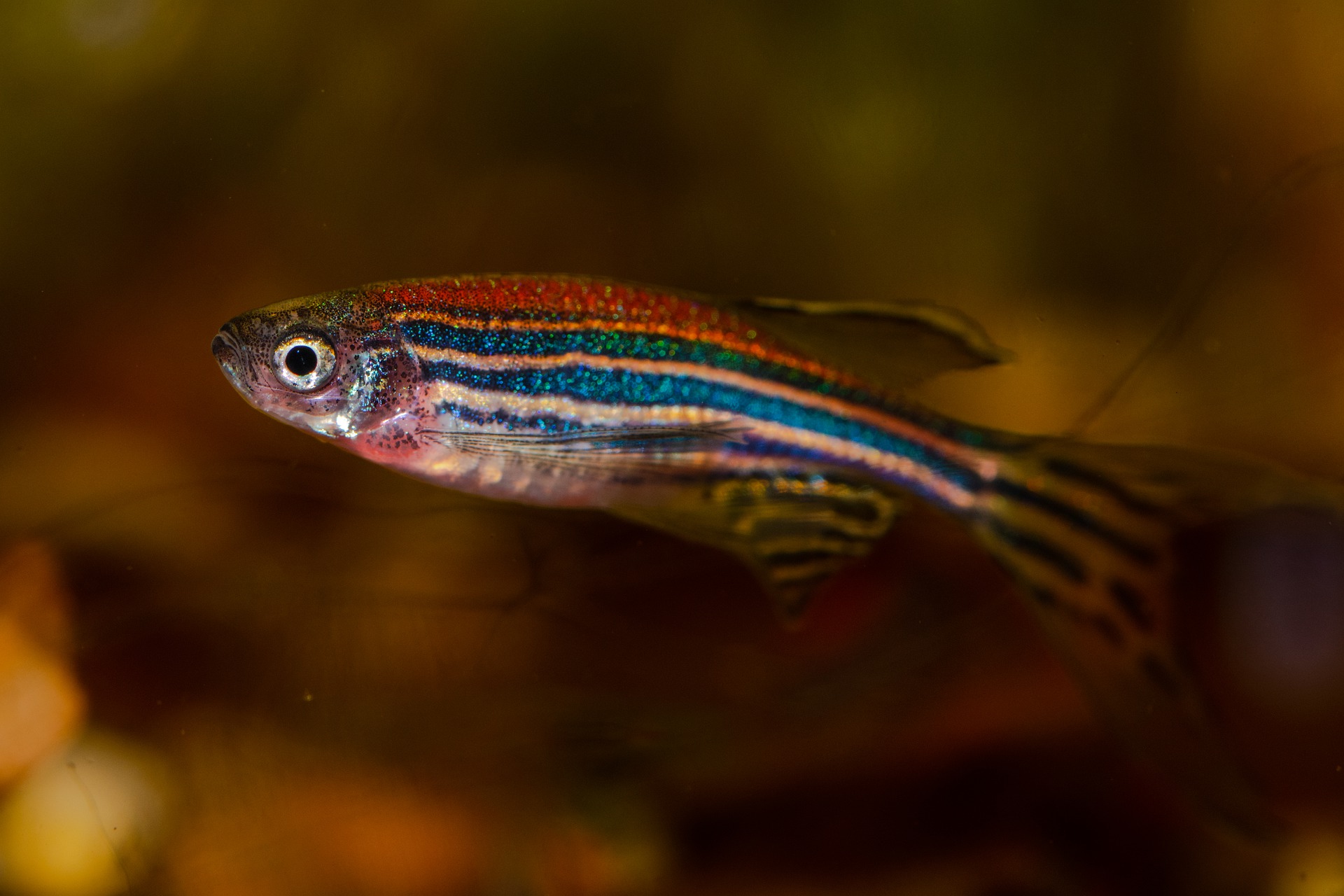 Zebrafish