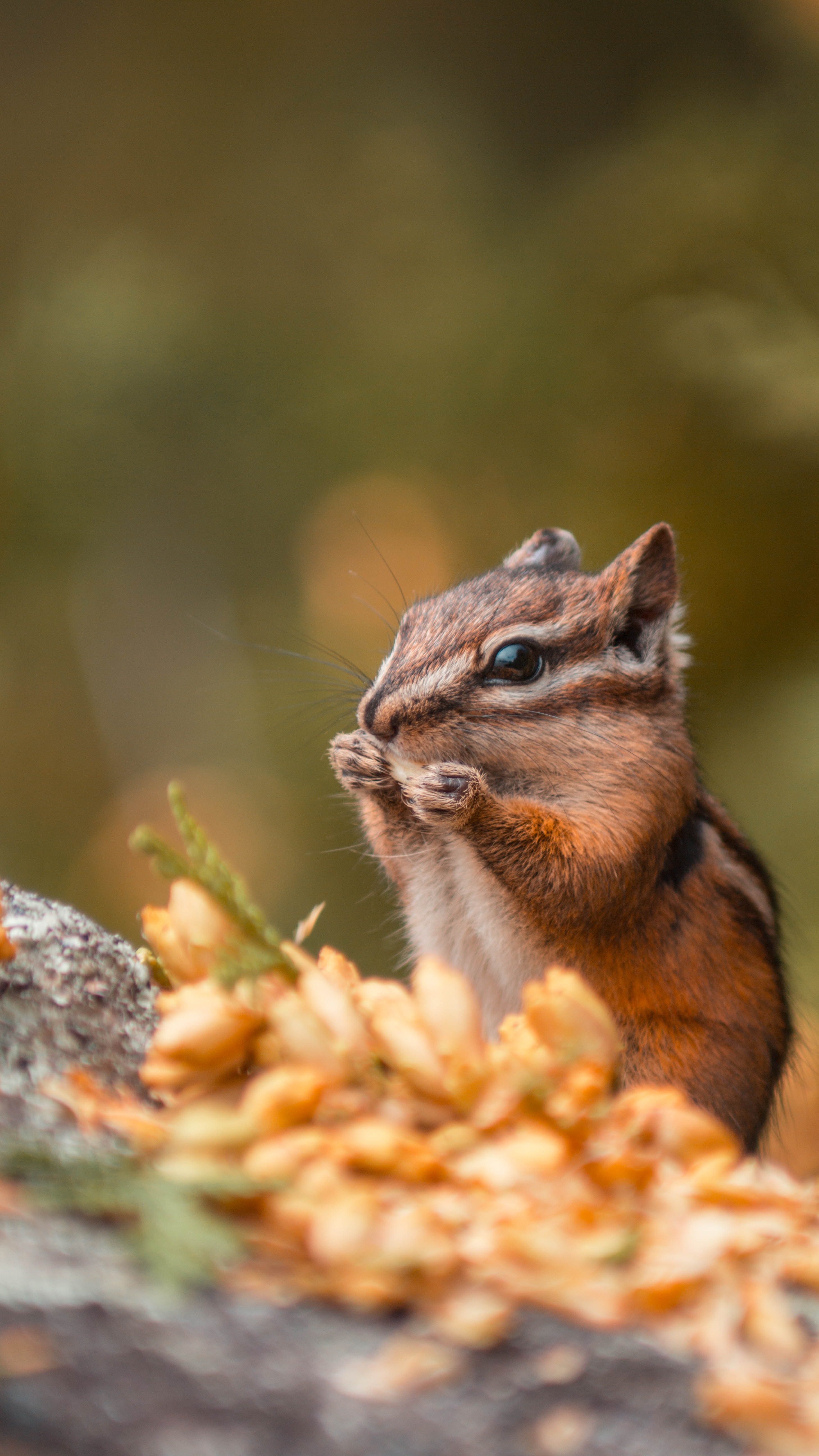 Closeup-of-a-chipmunk