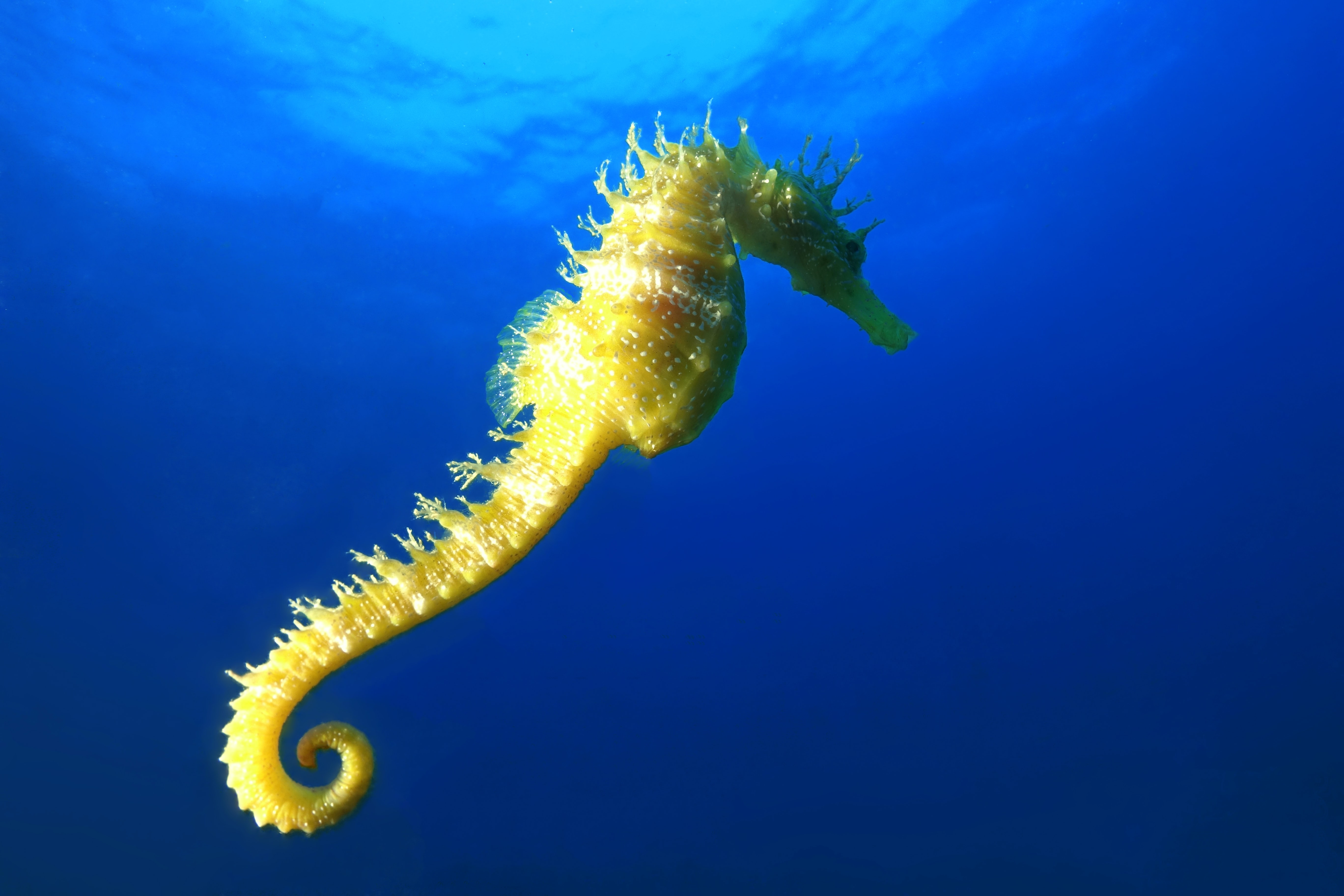 Yellow seahorse in blue water
